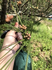 Pinus tabuliformis