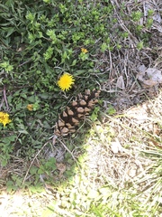 Taraxacum officinale