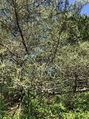 Pinus tabuliformis