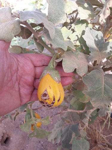 Solanum melongena
