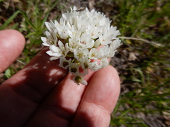 Allium fraseri