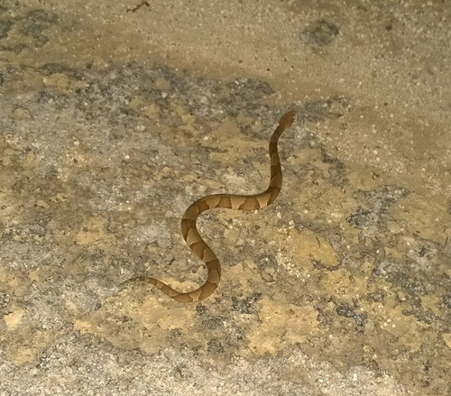 Agkistrodon laticinctus