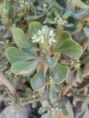 Euphorbia lugardiae, photograph (c) Elena_Sherehora, some rights reserved (CC BY)