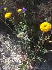 Chaenactis glabriuscula glabriuscula