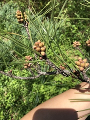 Pinus tabuliformis