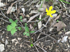 Ranunculus hispidus
