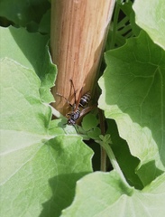 Polistes cinerascens