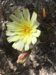 Calycoseris parryi