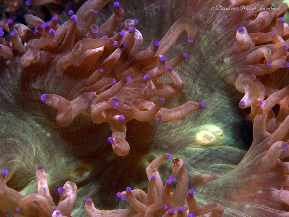 Elegance coral