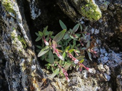 Epilobium minutum
