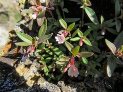Epilobium minutum