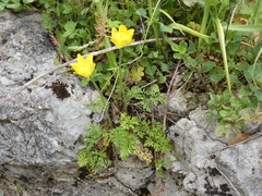 Ranunculus millefoliatus