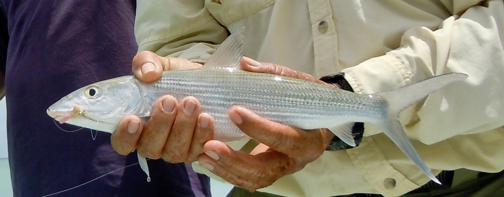 Bonefish