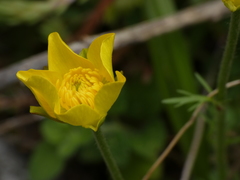 Ranunculus millefoliatus