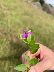 Polygala serpentaria
