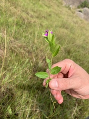 Polygala serpentaria