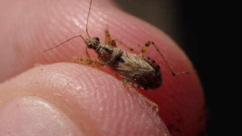 Nabis occidentalis
