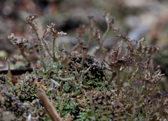 Cladonia phyllophora