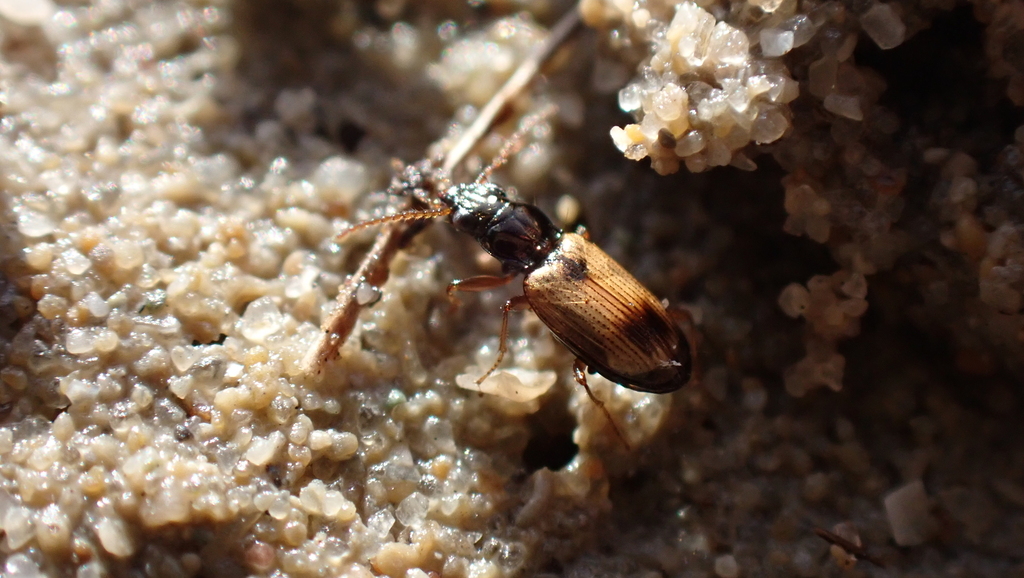 Bembidion ephippium