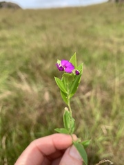 Polygala serpentaria