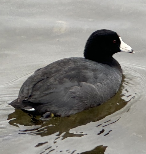 Focha americana (Fulica americana)