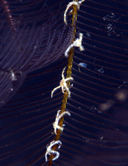 Ophiothela mirabilis image