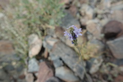 Lavandula subnuda