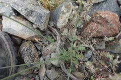 Lavandula subnuda
