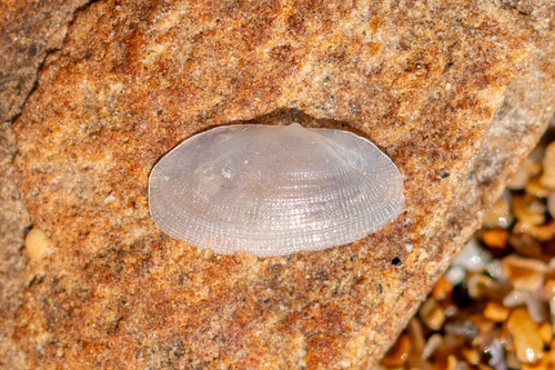 Galeomma turtoni, 2024-02-04