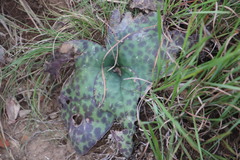 Ledebouria ovatifolia ovatifolia