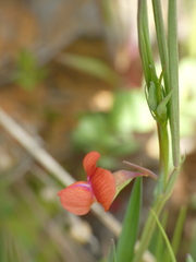 Lathyrus sphaericus