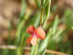 Lathyrus sphaericus