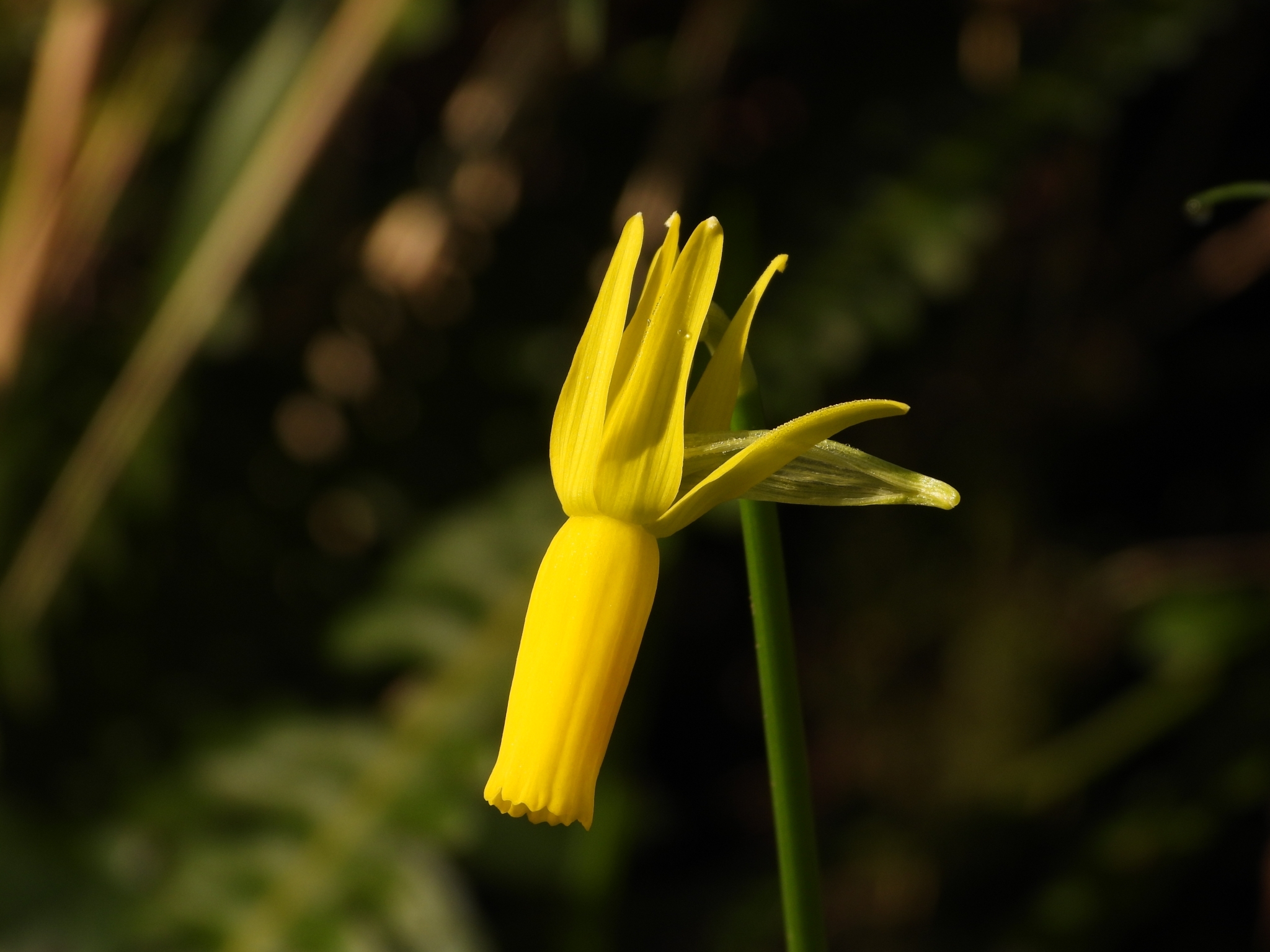 Imagem de Narciso