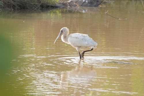 Espátula africana (Platalea alba)
