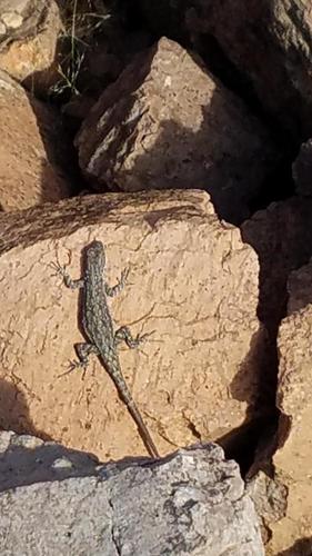 Ornate Tree Lizard