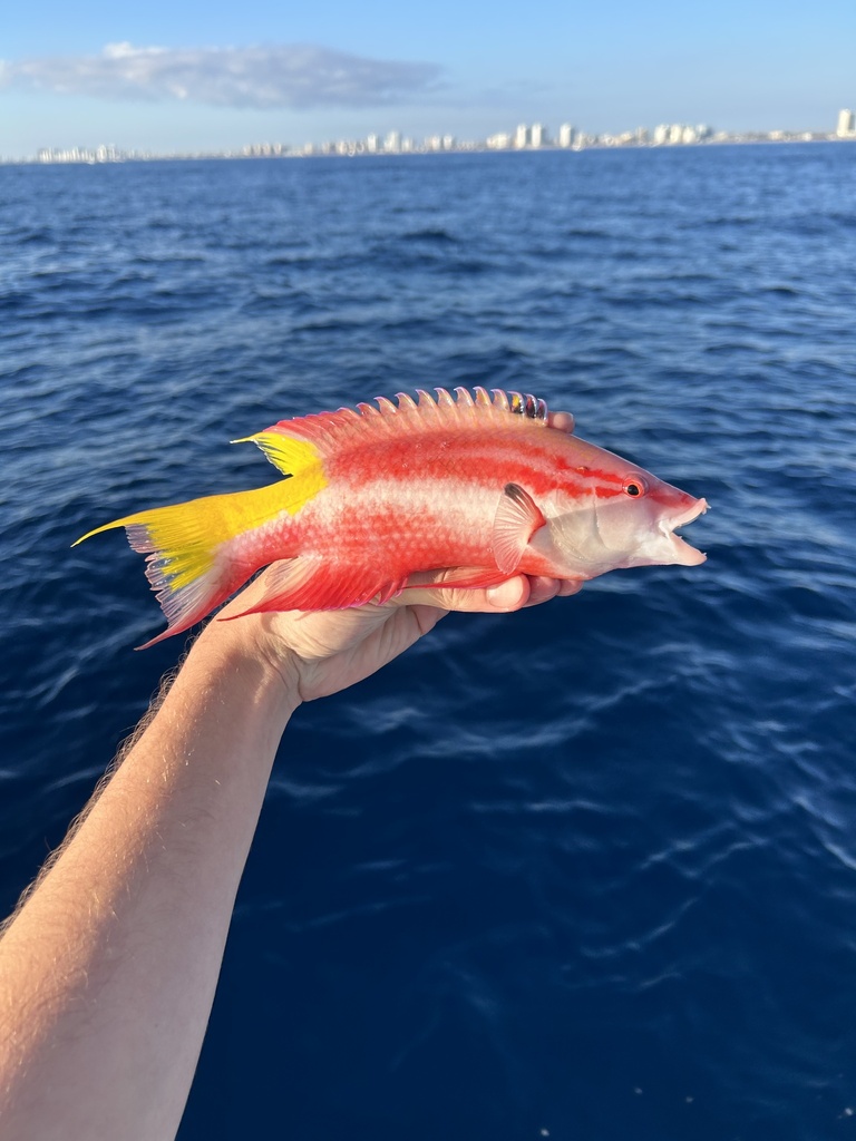 Photo of Cuban hogfish (Bodianus pulchellus)