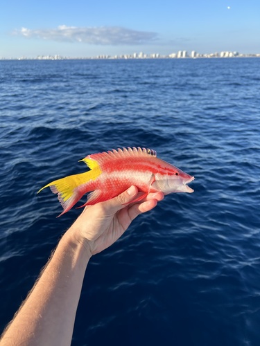 Photo of Cuban hogfish (Bodianus pulchellus)