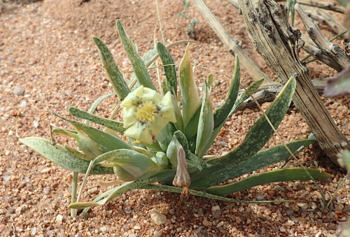 Ferraria macrochlamys