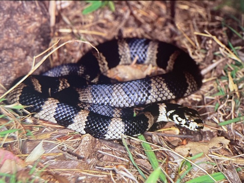 Stephens' Banded Snake sighting