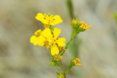 Deinandra fasciculata