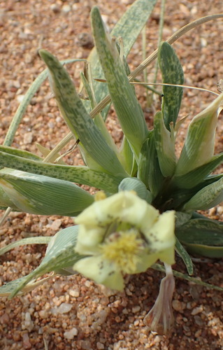 Image of Ferraria macrochlamys by (c) Nicola van Berkel, some rights reserved (CC BY-SA)