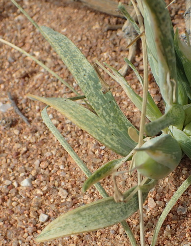 Image of Ferraria macrochlamys by (c) Nicola van Berkel, some rights reserved (CC BY-SA)