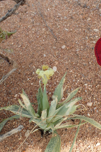 Ferraria macrochlamys