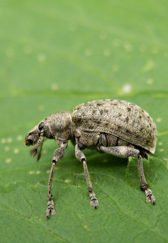chequered weevil