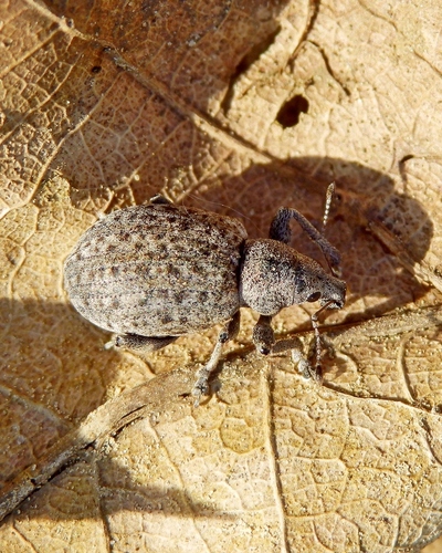 chequered weevil