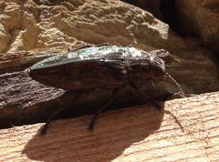 Chalcophora mariana massiliensis