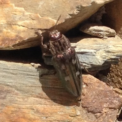 Chalcophora mariana massiliensis