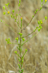 Deinandra fasciculata