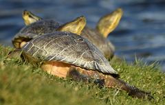 Trachemys decussata