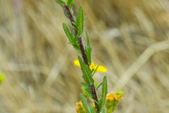 Deinandra fasciculata